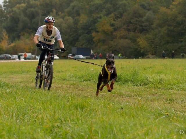 A Szigetközben rendezték a kutyafogathajtó, bikejöring és scooter országos bajnokságot